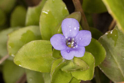 Bacopa caroliniana #11